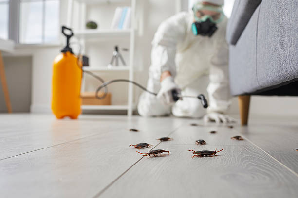 Commercial Kitchen Cockroach Control in Spring Valley